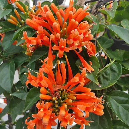 Διαμέρισμα Mennulita