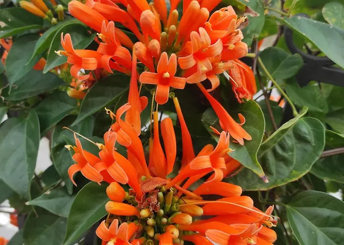 Apartamento Mennulita